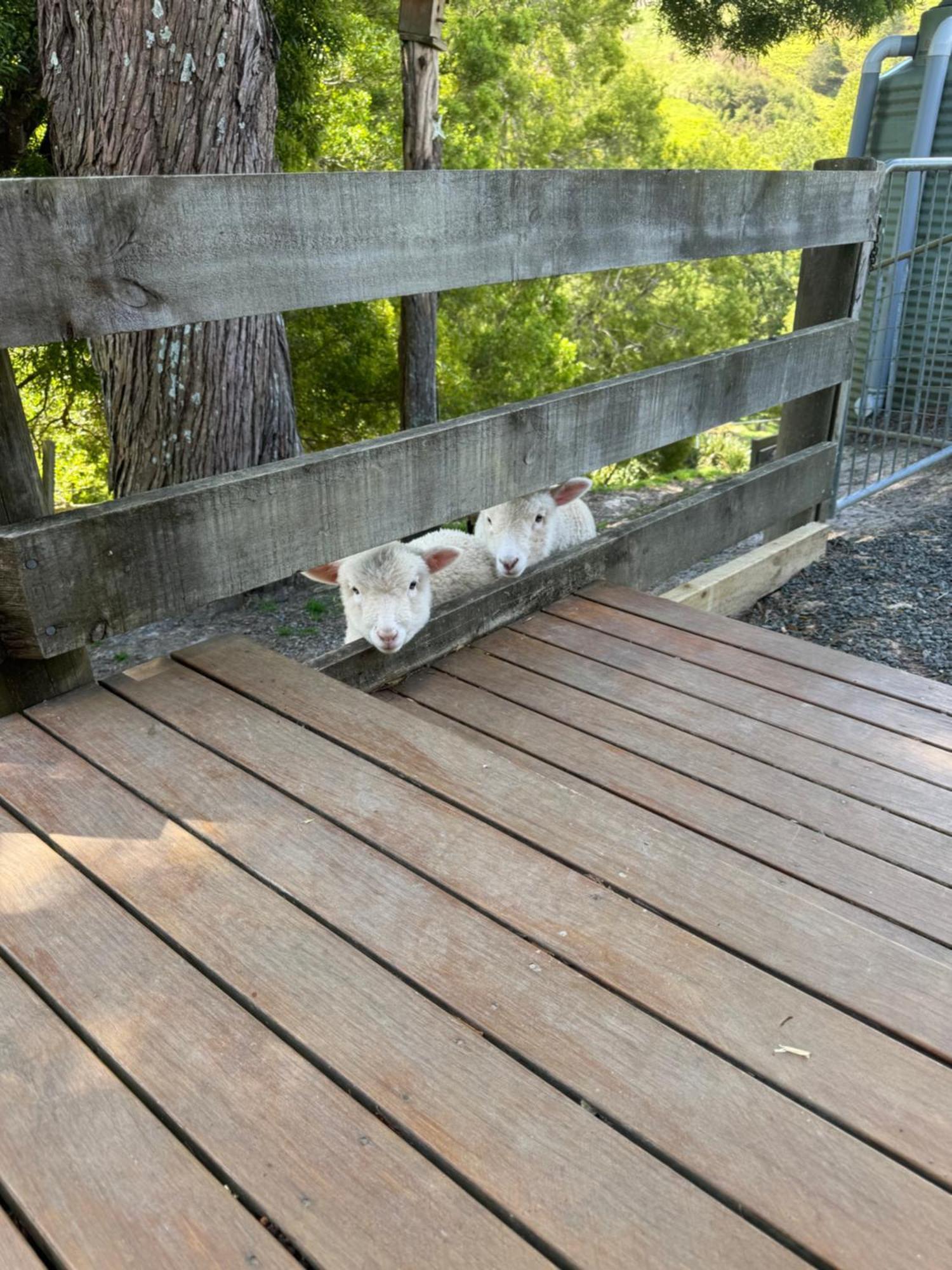 Private Cabin Close To The City Centre Whangarei Exterior foto